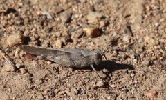 Trimerotropis thalassica