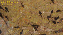 Rana huanrensis