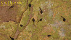 Rana huanrensis