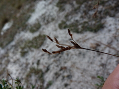 Bulbostylis ciliatifolia