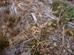 Bulbostylis ciliatifolia
