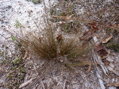 Bulbostylis ciliatifolia