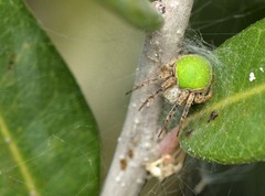 Araneus detrimentosus