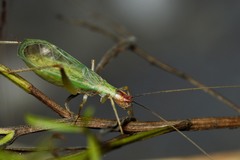 Oecanthus varicornis