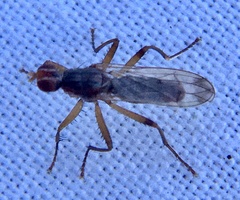 Norellia spinipes