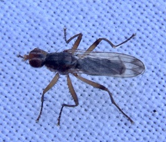 Norellia spinipes