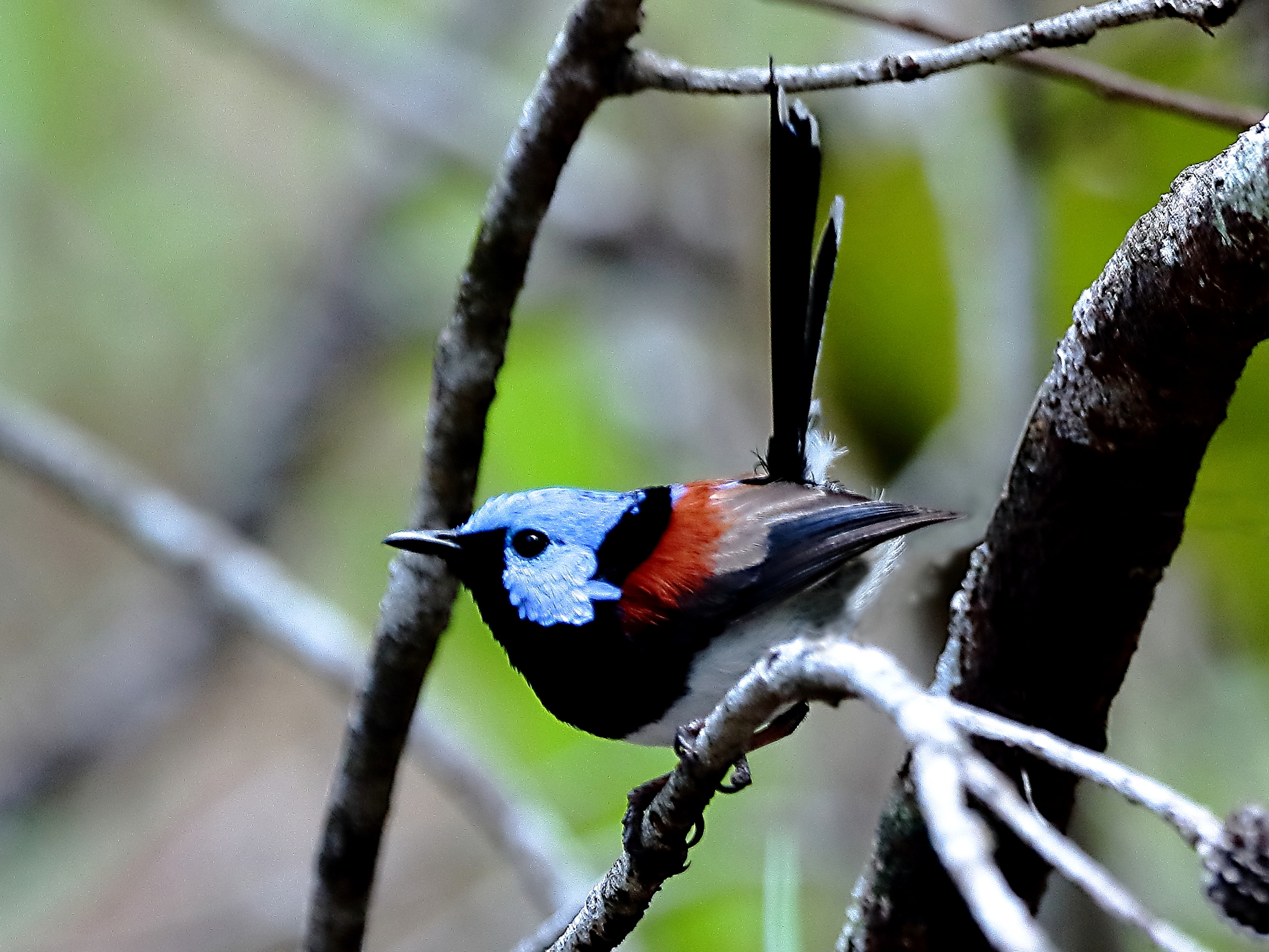 Lovely Fairywren illustration