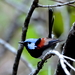 Lovely Fairywren - Photo (c) Graham Winterflood, some rights reserved (CC BY-SA), uploaded by Graham Winterflood