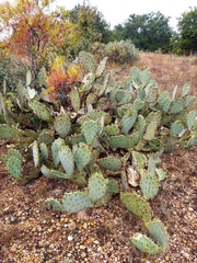 Opuntia pyrocarpa