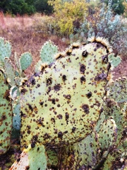 Opuntia pyrocarpa