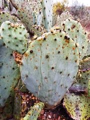 Opuntia pyrocarpa