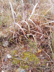 Polygonum ramosissimum