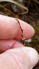 Polygonum ramosissimum