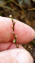 Polygonum ramosissimum