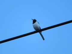 Motacilla grandis
