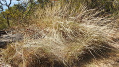 Triodia stenostachya