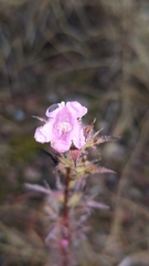 Agalinis densiflora