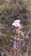 Agalinis densiflora