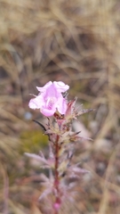 Agalinis densiflora