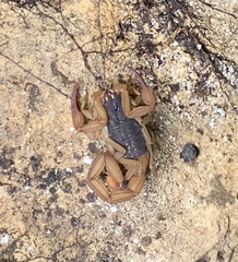 Centruroides ochraceus