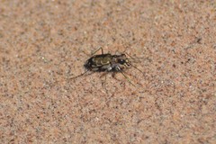 Cicindela repanda repanda