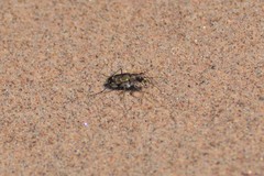 Cicindela repanda repanda