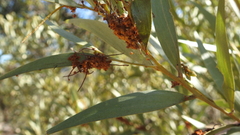Acacia leptostachya