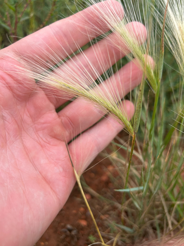Foxtail Barley