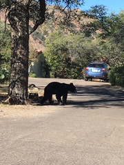 Ursus americanus eremicus
