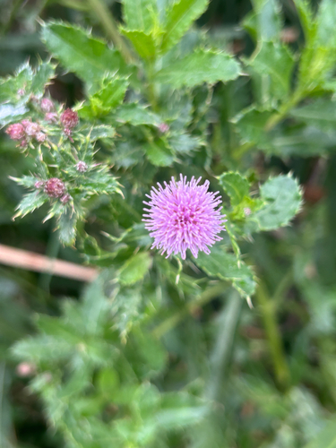 creeping thistle