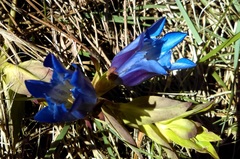 Gentiana spathacea