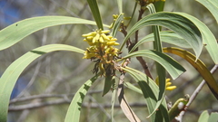 Persoonia falcata