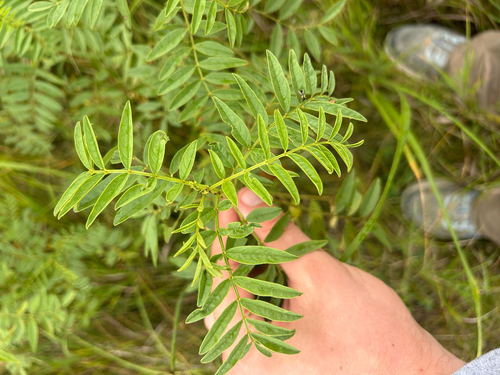 Wild Licorice