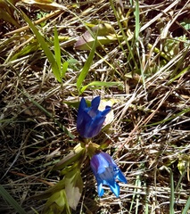 Gentiana spathacea