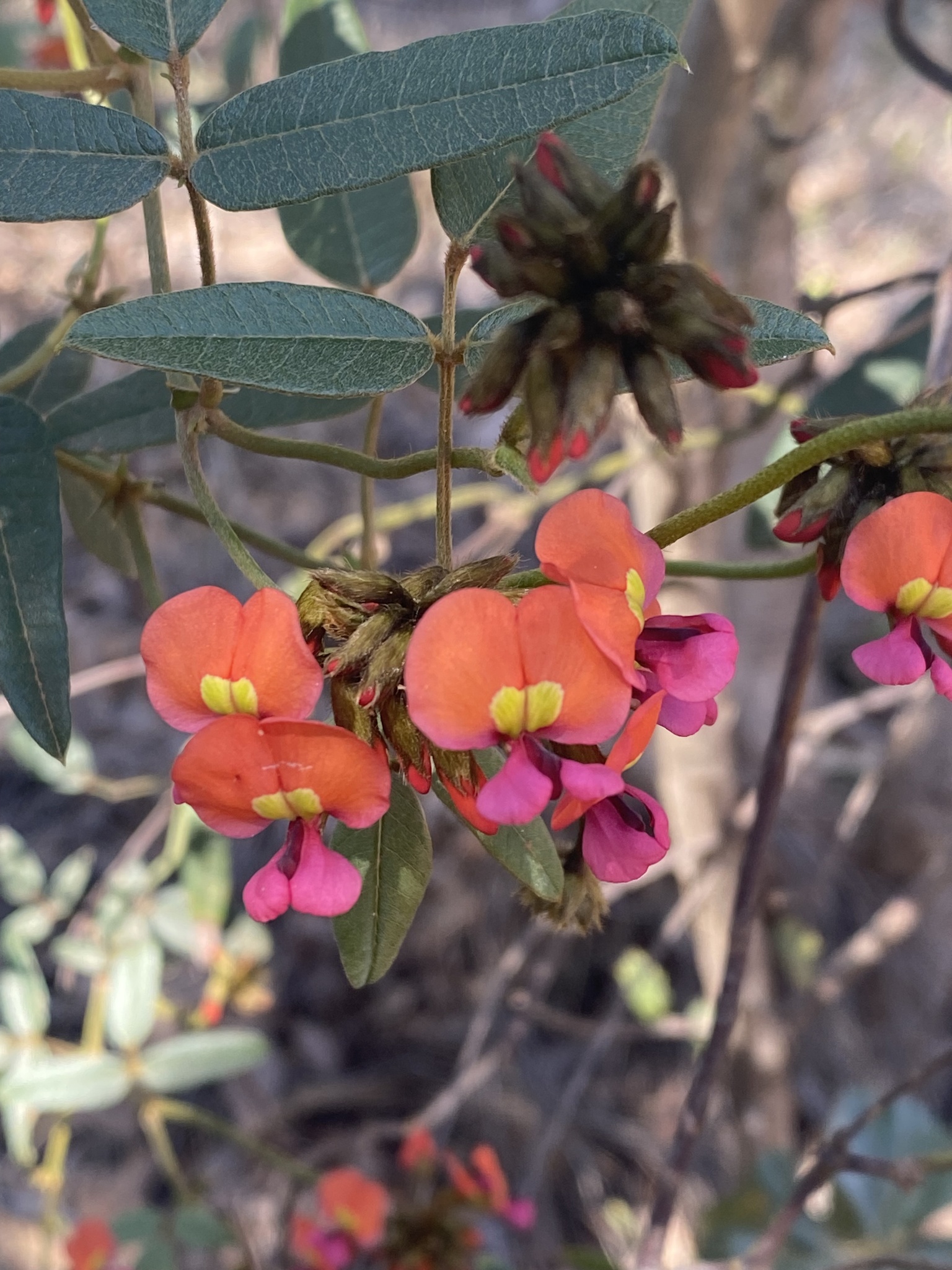 Imagem de Kennedia coccinea