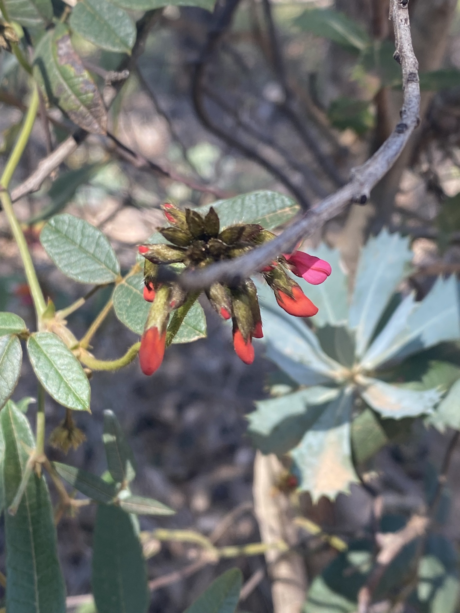 Imagem de Kennedia coccinea