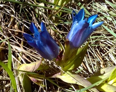 Gentiana spathacea