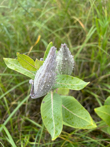 showy milkweed