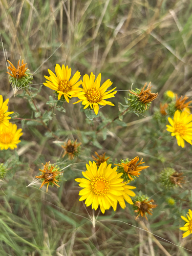 Curlycup Gumweed