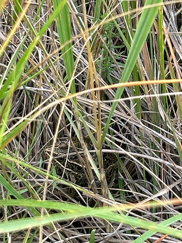 Northern Leopard Frog