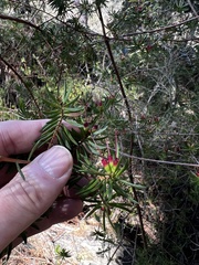 Darwinia procera, photograph author not stated, no rights reserved