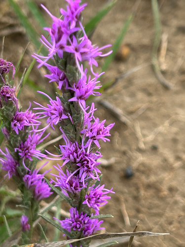 dotted gayfeather