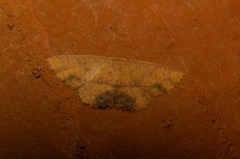 Cosymbiini