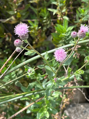 creeping thistle