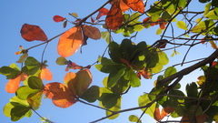 Terminalia melanocarpa