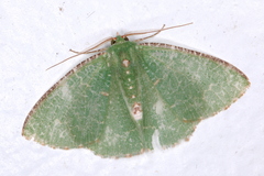 Eucyclodes metaspila