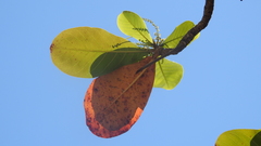 Terminalia melanocarpa