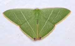 Urolitha bipunctifera