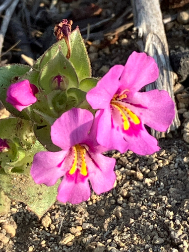 Deschutes Monkeyflower (Diplacus deschutesensis)