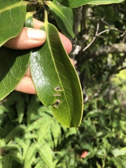 Ilex anomala